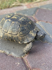 Testudo graeca