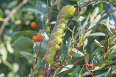 Sphinx ligustri