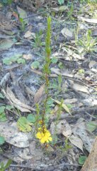 Hibbertia fasciculata