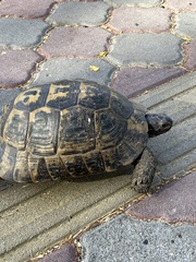 Testudo graeca