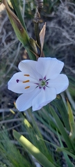 Aristea spiralis