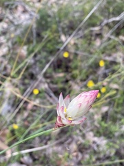 Johnsonia lupulina