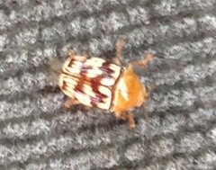 Cryptocephalus fulguratus