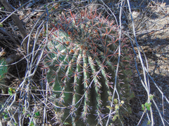 Ferocactus peninsulae