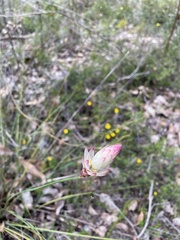 Johnsonia lupulina