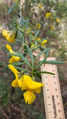 Gompholobium latifolium