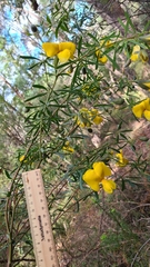 Gompholobium latifolium