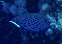 Pseudodax moluccanus