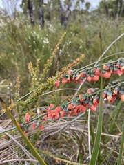 Sphaerolobium grandiflorum
