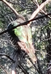 Chrysococcyx lucidus