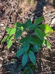 Crateva adansonii formosensis