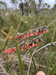 Sphaerolobium grandiflorum