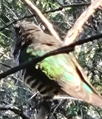 Chrysococcyx lucidus