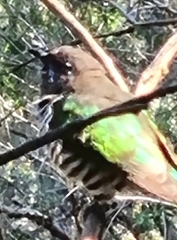 Chrysococcyx lucidus