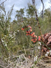 Sphaerolobium grandiflorum