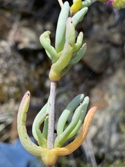 Ruschia pungens