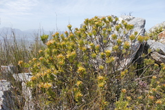 Leucospermum oleifolium