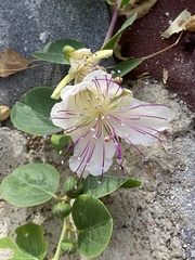 Capparis zoharyi