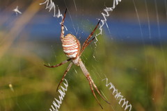 Argiope magnifica