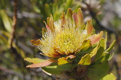 Leucospermum oleifolium