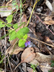 Tremandra stelligera