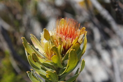 Leucospermum oleifolium