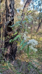 Olearia lirata
