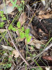 Tremandra stelligera