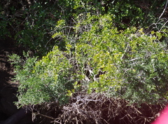 Azima tetracantha