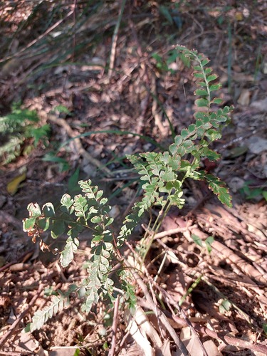 Lindsaea bonii (Lindsaea bonii)