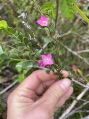 Boronia crenulata