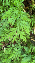 Selaginella delicatula