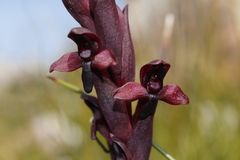 Disa ophrydea