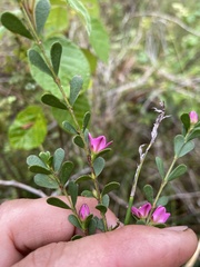 Boronia crenulata