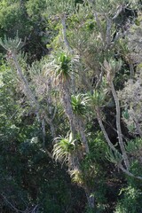 Aloe pluridens