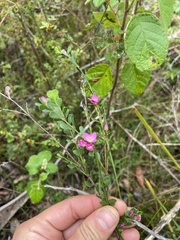 Boronia crenulata