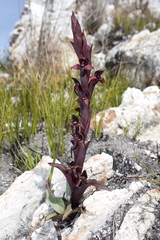 Disa ophrydea