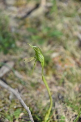 Pterostylis unicornis