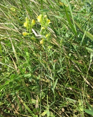 Linaria biebersteinii ruthenica
