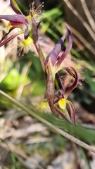 Lyperanthus suaveolens