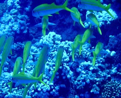 Mulloidichthys vanicolensis