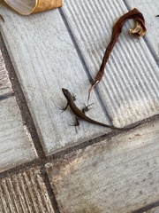 Phoenicolacerta laevis