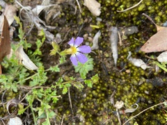 Scaevola microphylla