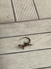 Phoenicolacerta laevis