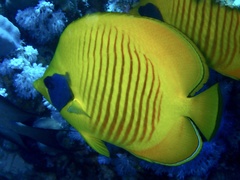 Chaetodon semilarvatus