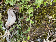 Scaevola microphylla