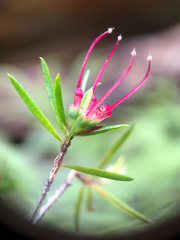 Darwinia procera