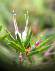Darwinia procera