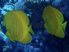Chaetodon semilarvatus