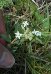Pimelea humilis